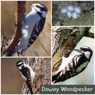 Downy Woodpecker